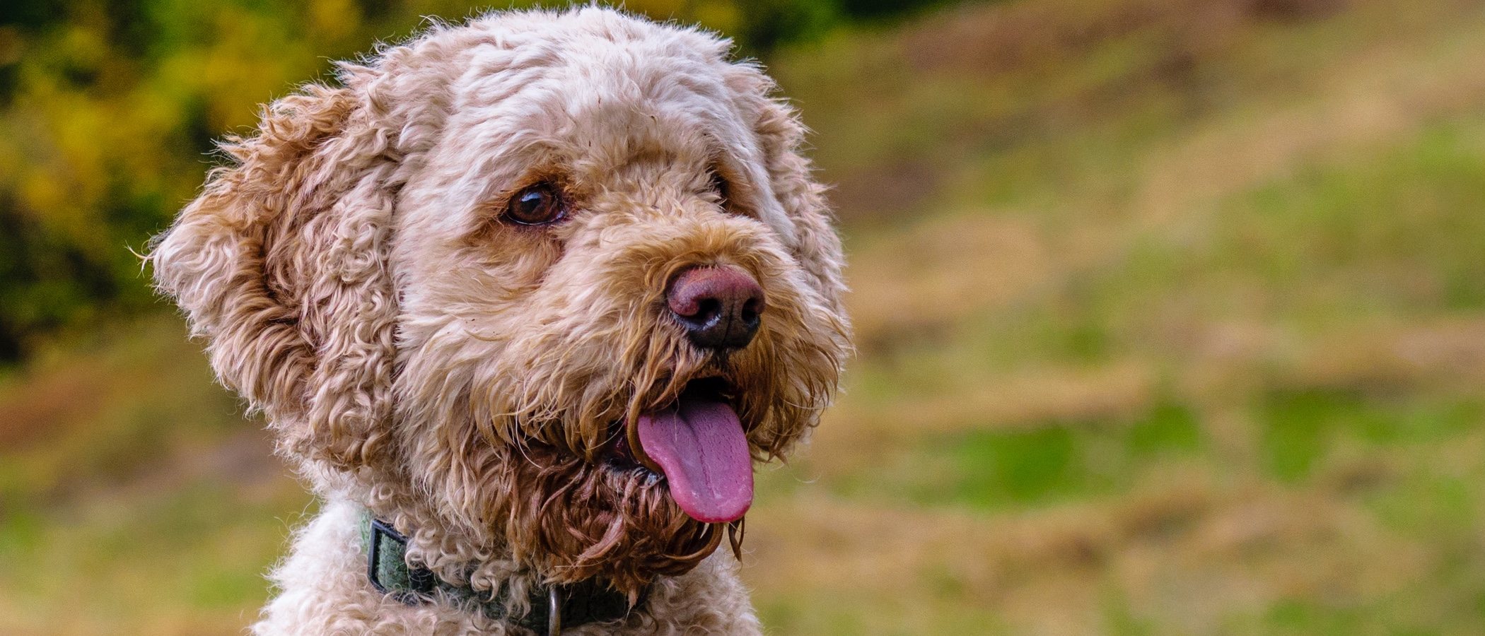 Razas de perros: Cockapoo o Cockerpoo