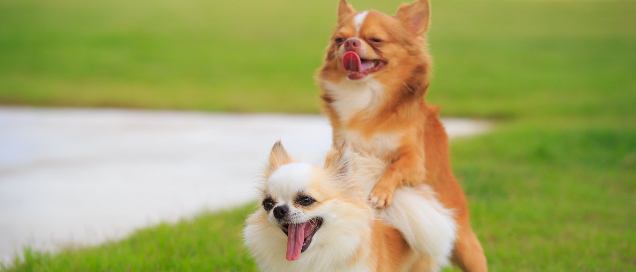 Conoce la satiriasis, el exceso de apetito sexual en perros