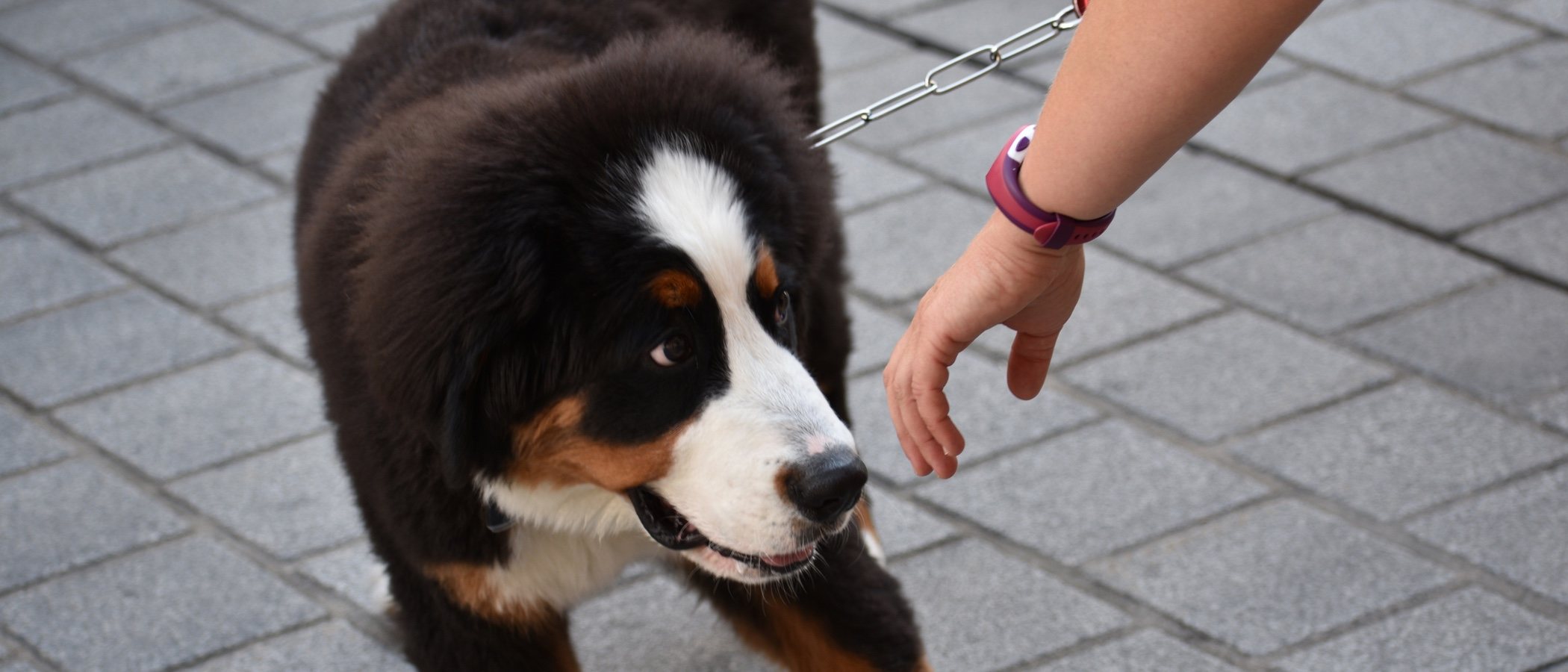Cómo acercarse y cómo tratar a un perro desconocido