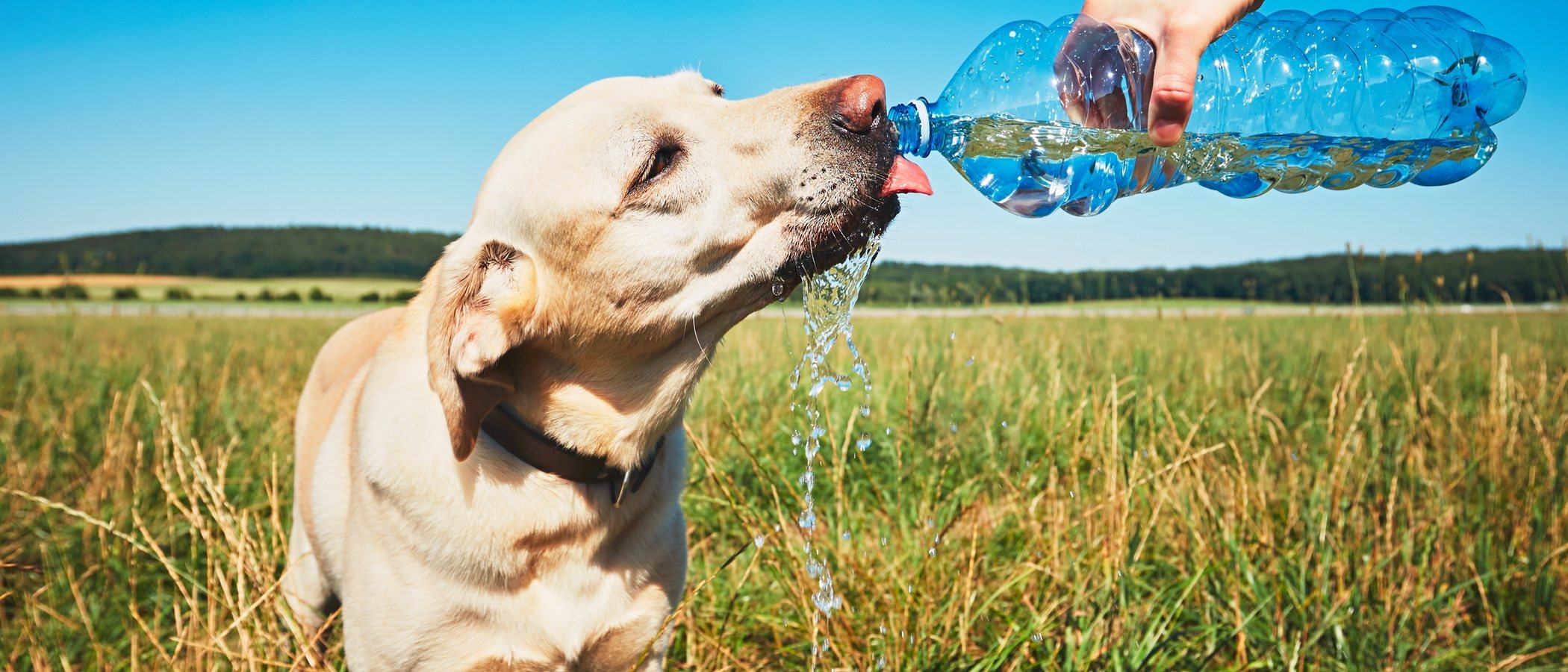 Cómo detectar un golpe de calor en perros