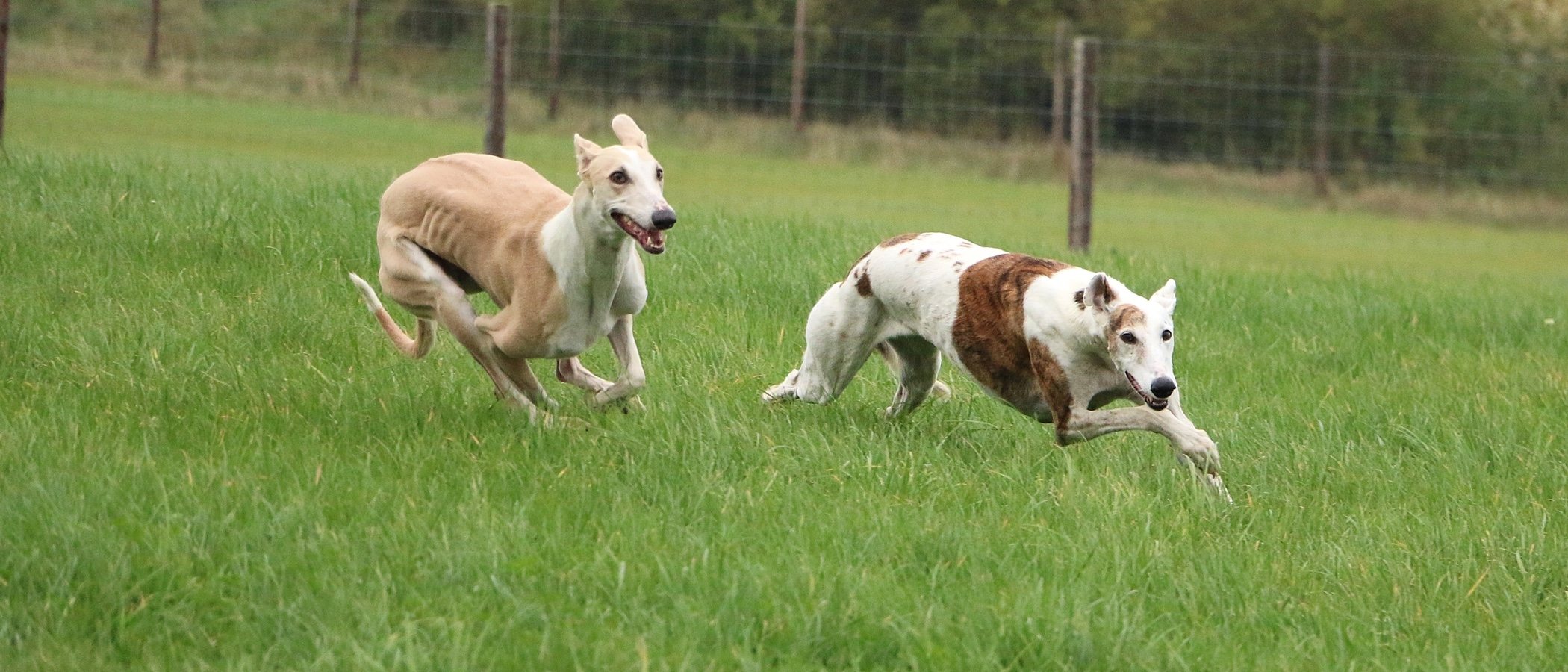 Razas de perros deportistas