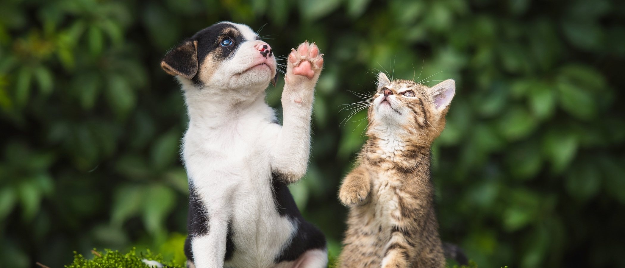 Cuáles son los derechos de los animales en Europa