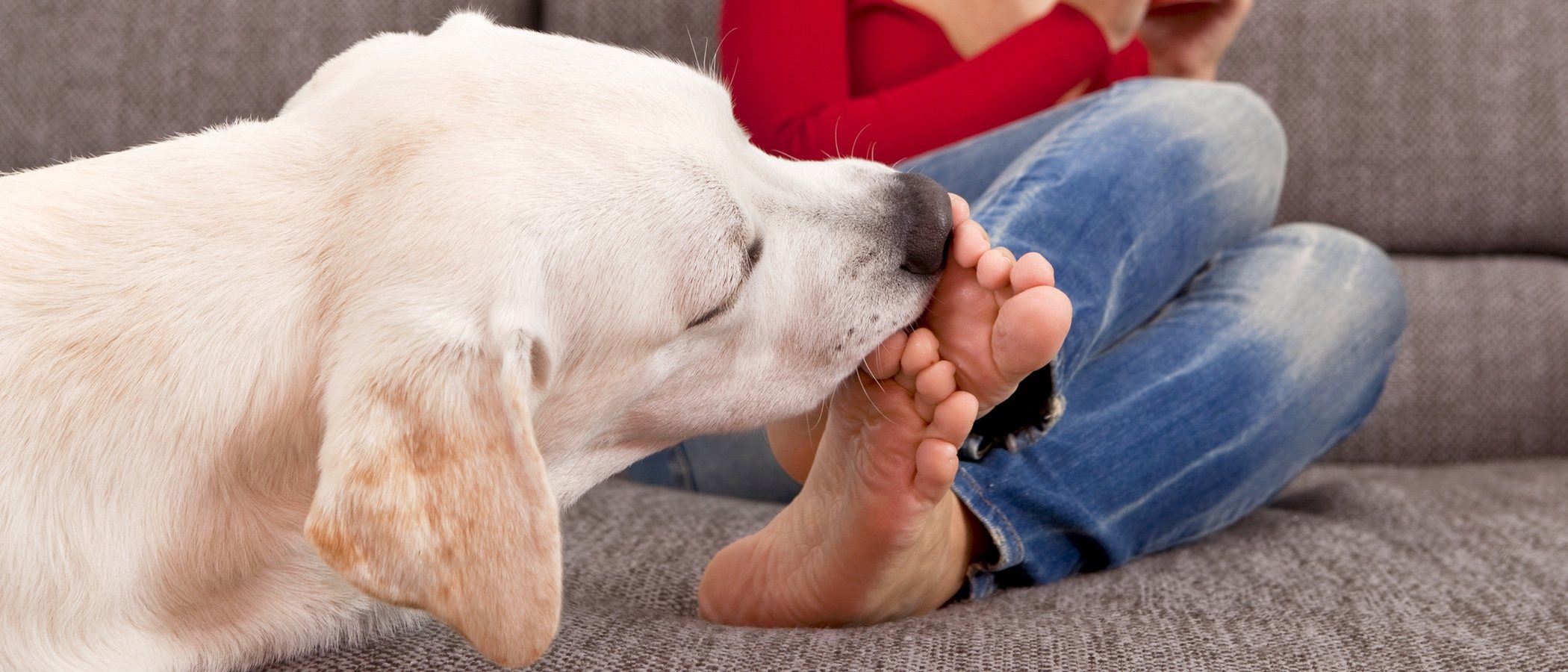 ¿Por qué mi perro me lame los pies?