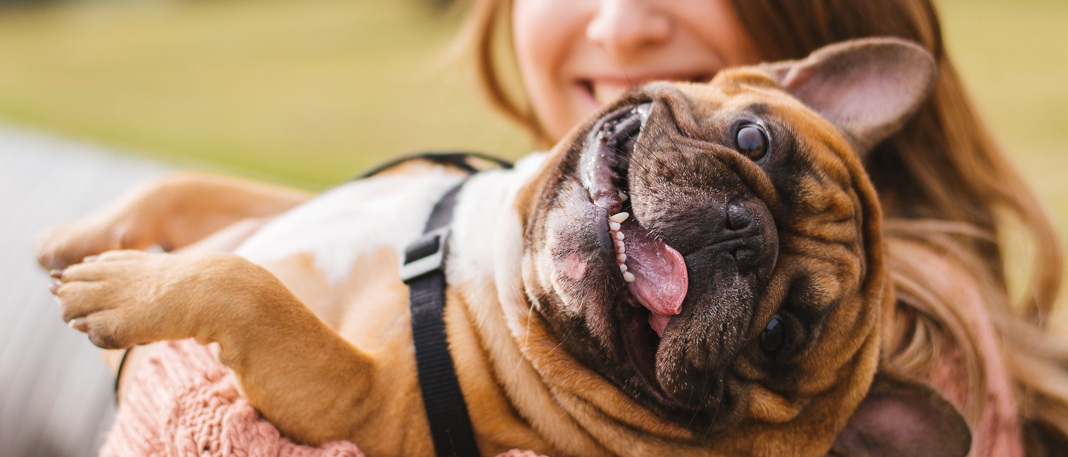 Cuánto cuesta mantener un perro como mascota