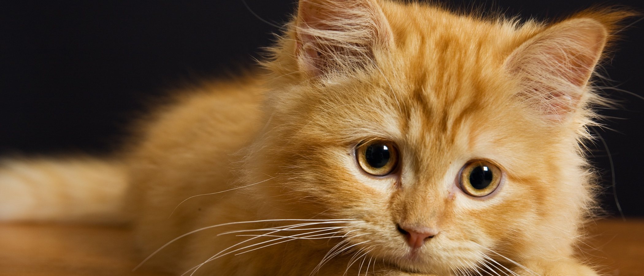 ¿Hasta qué edad crecen los gatos?