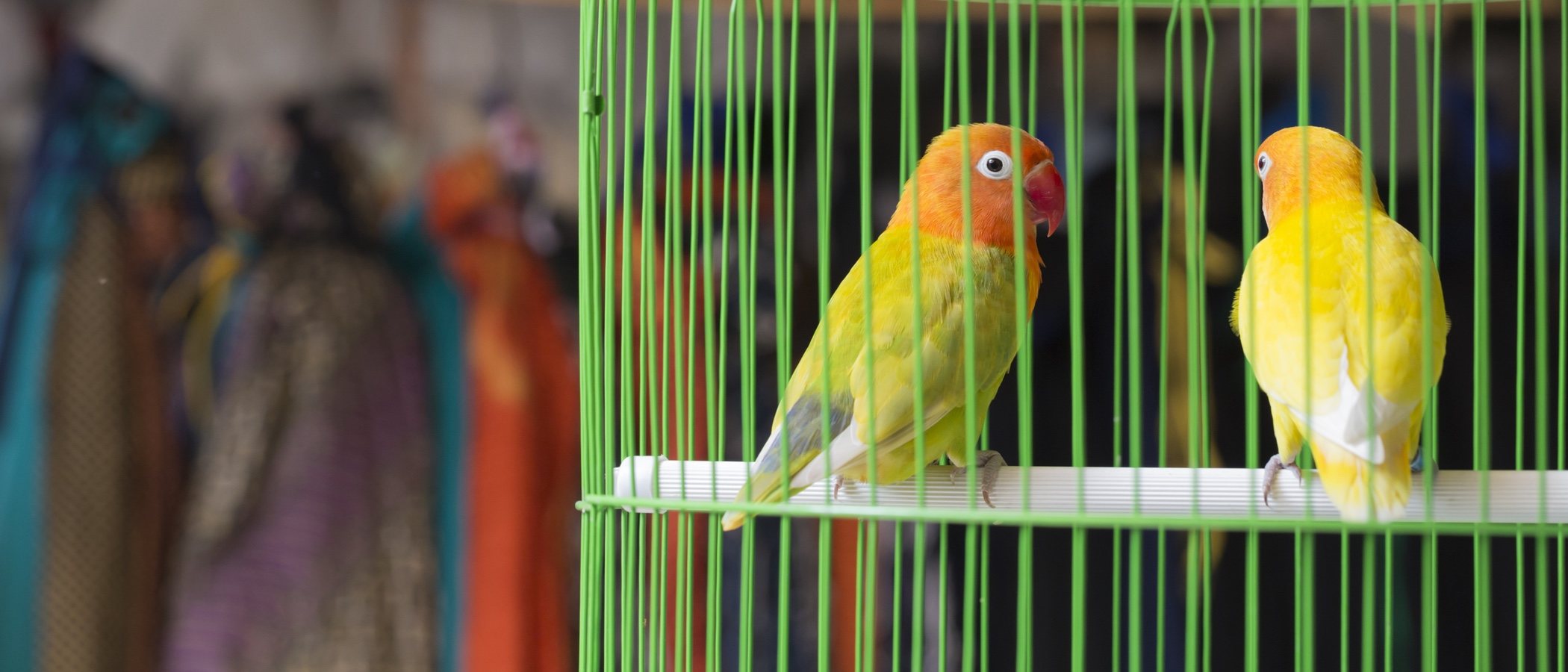 Cómo debe ser la jaula de un loro y cuál es la mejor localización