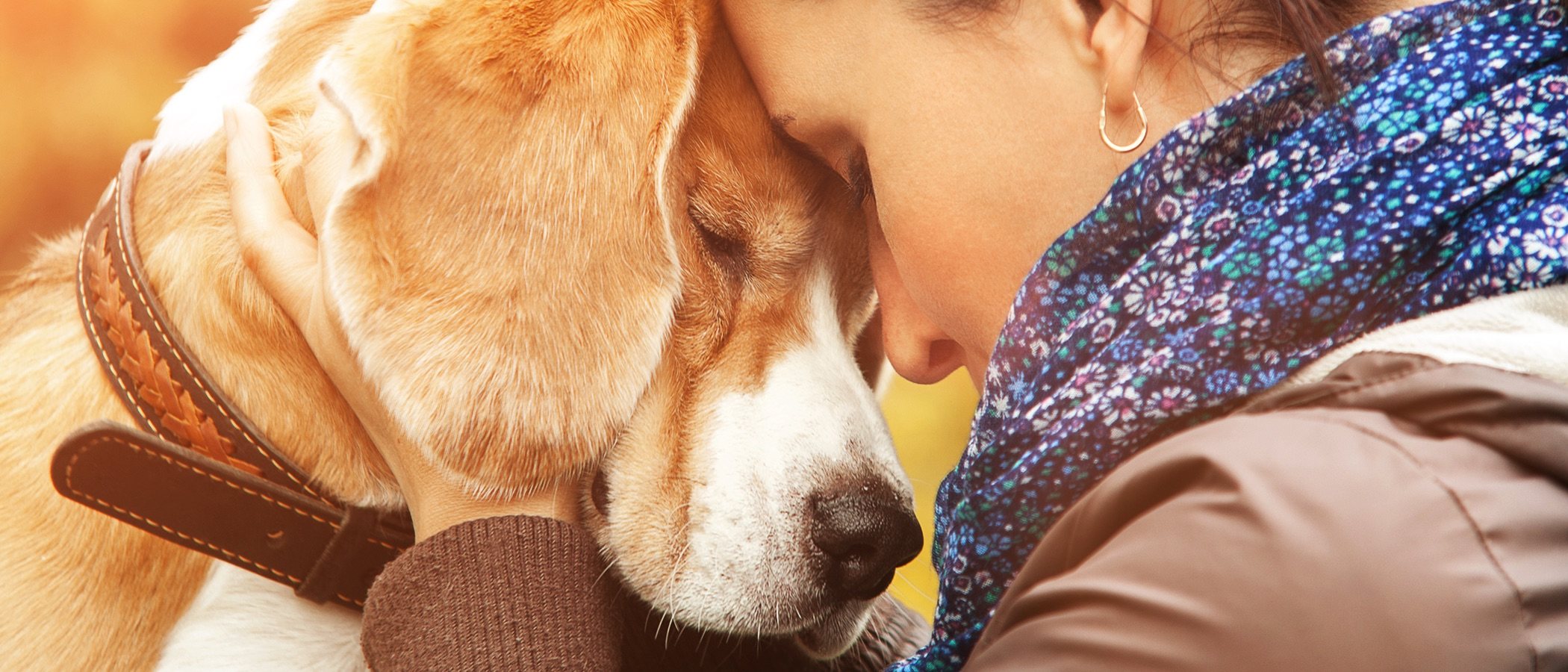 La educación de los perros: aspectos más relevantes