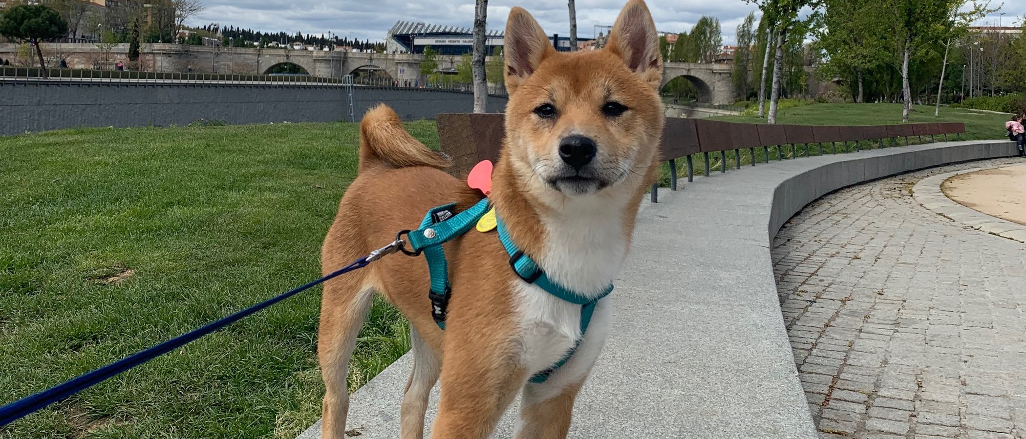 Cómo educar a un Shiba Inu