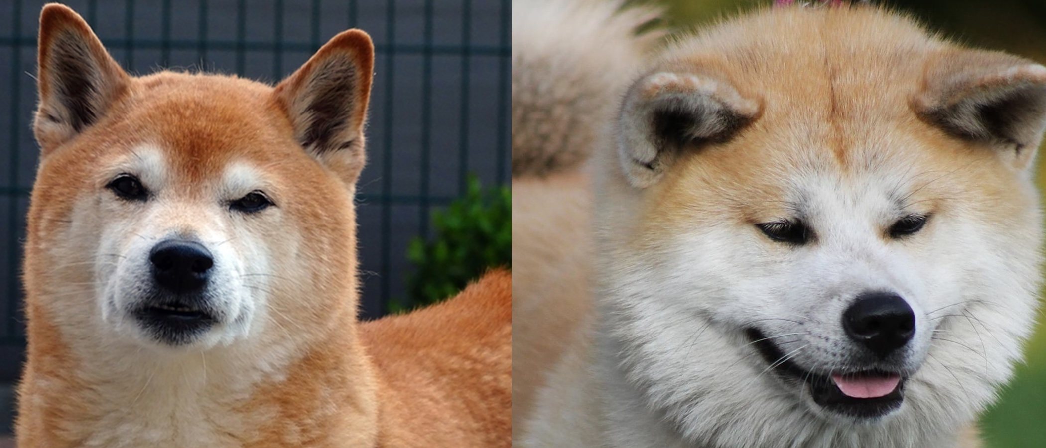 Diferencias entre Shiba Inu y Akita Inu