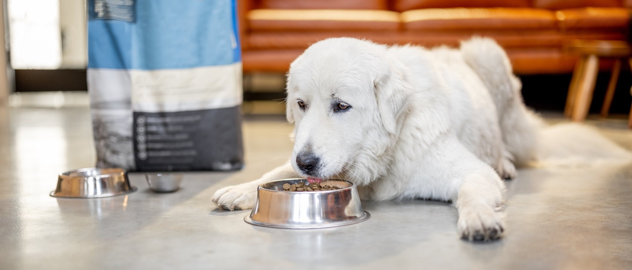 Tipos de pienso para perros según la edad