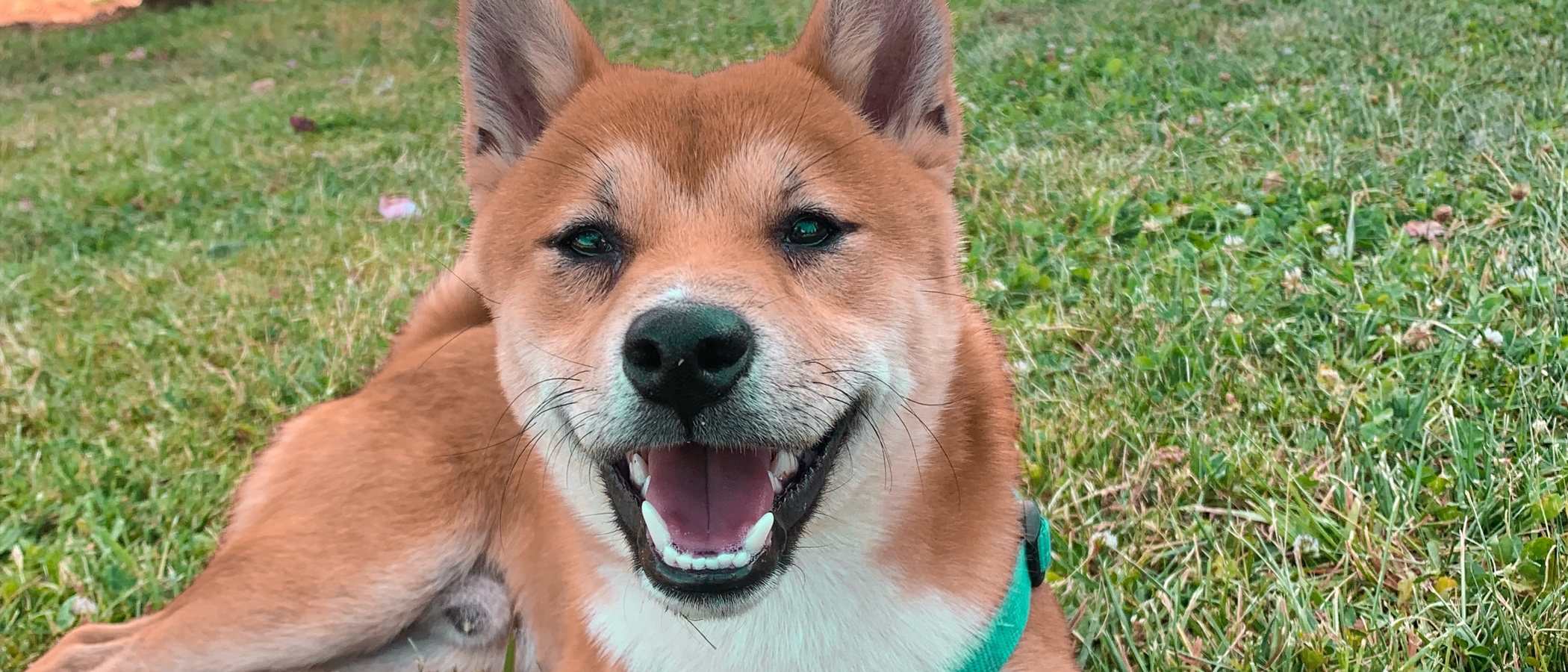 Personalidad de la raza de perro Shiba Inu