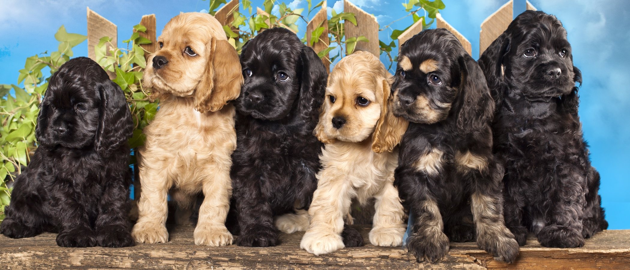 Personalidad de la raza de perro Cocker