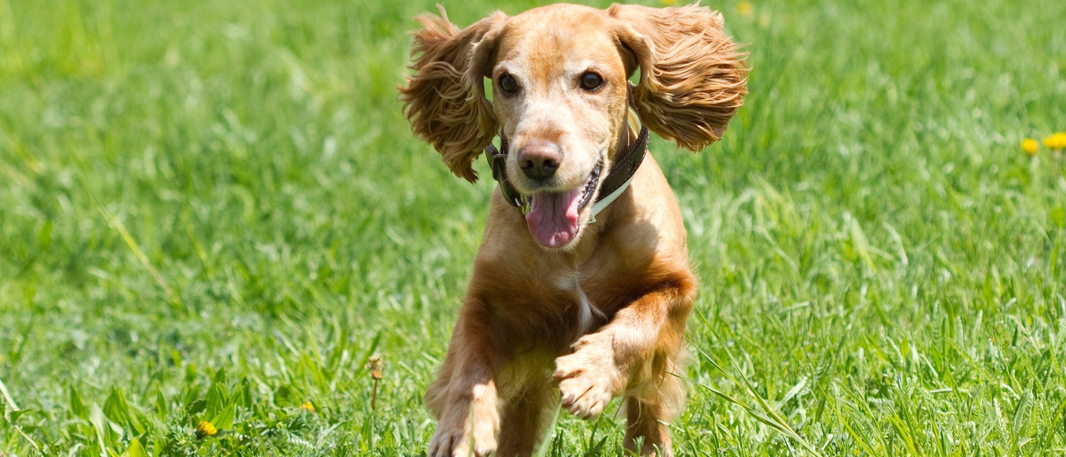 Cómo educar a un Cocker Spaniel: trucos y consejos