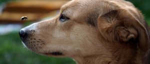 Qué hacer si a tu perro le pica una abeja