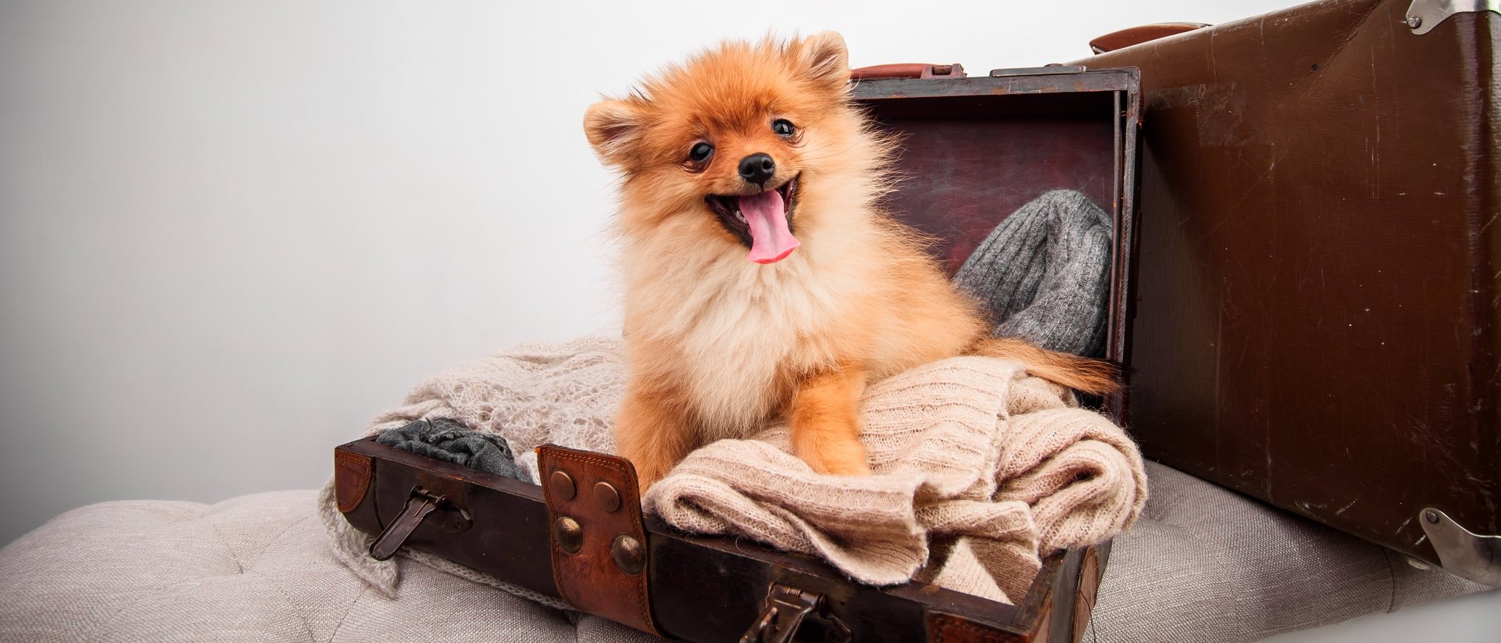 Residencias, hoteles y alojamientos para perros: todo lo que necesitas saber