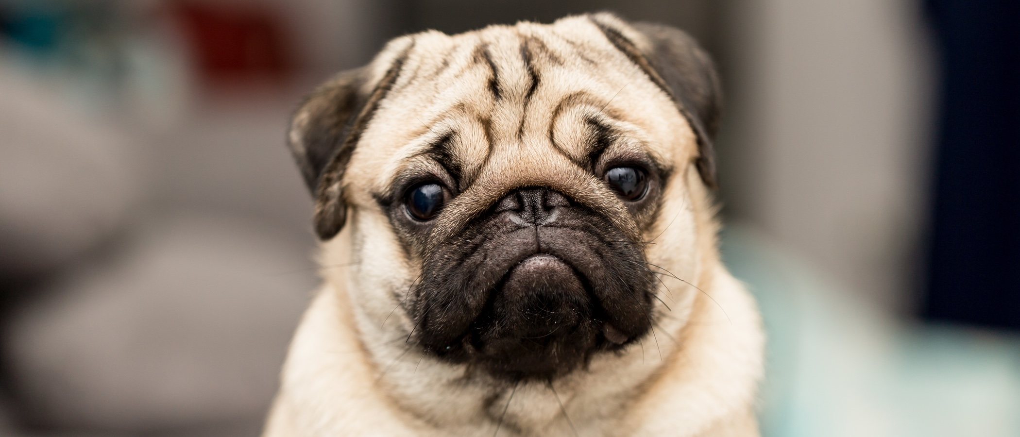 Personalidad de la raza de perro Carlino