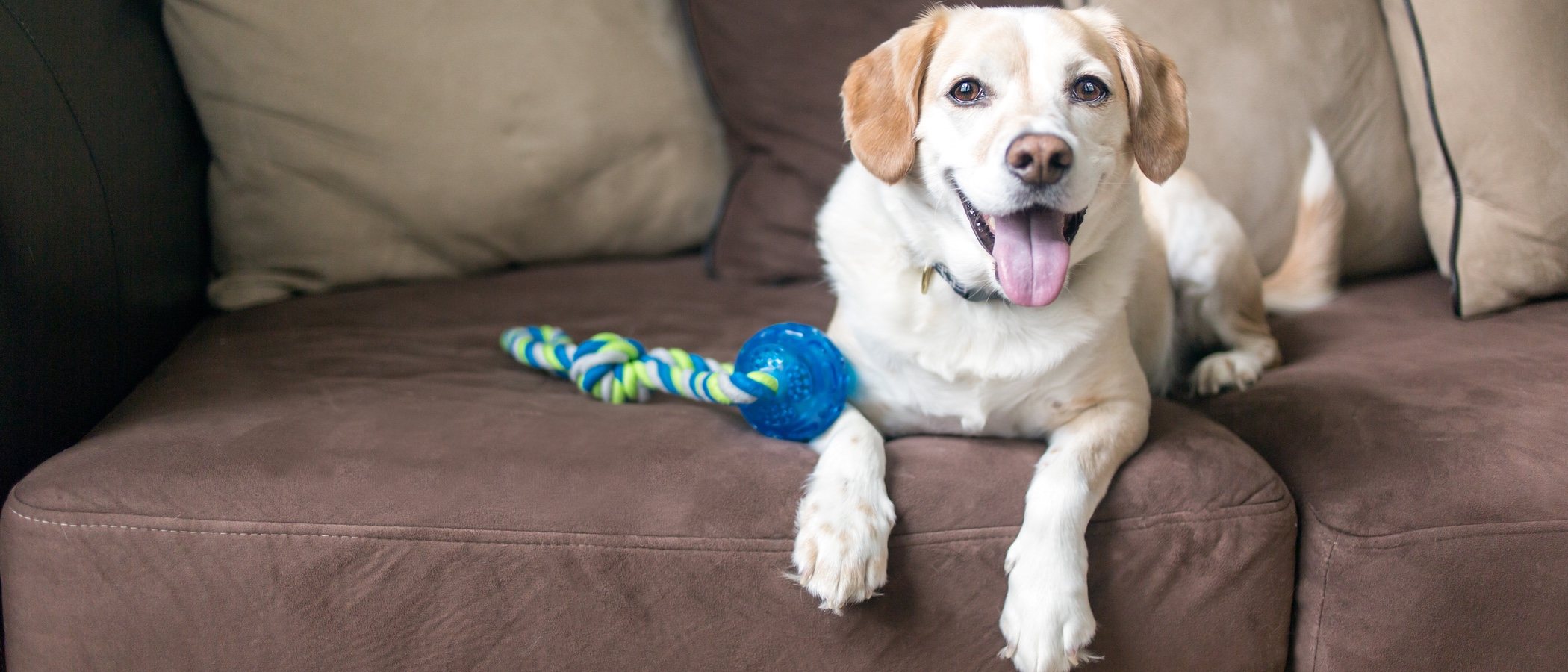 Juguetes para perros según la edad