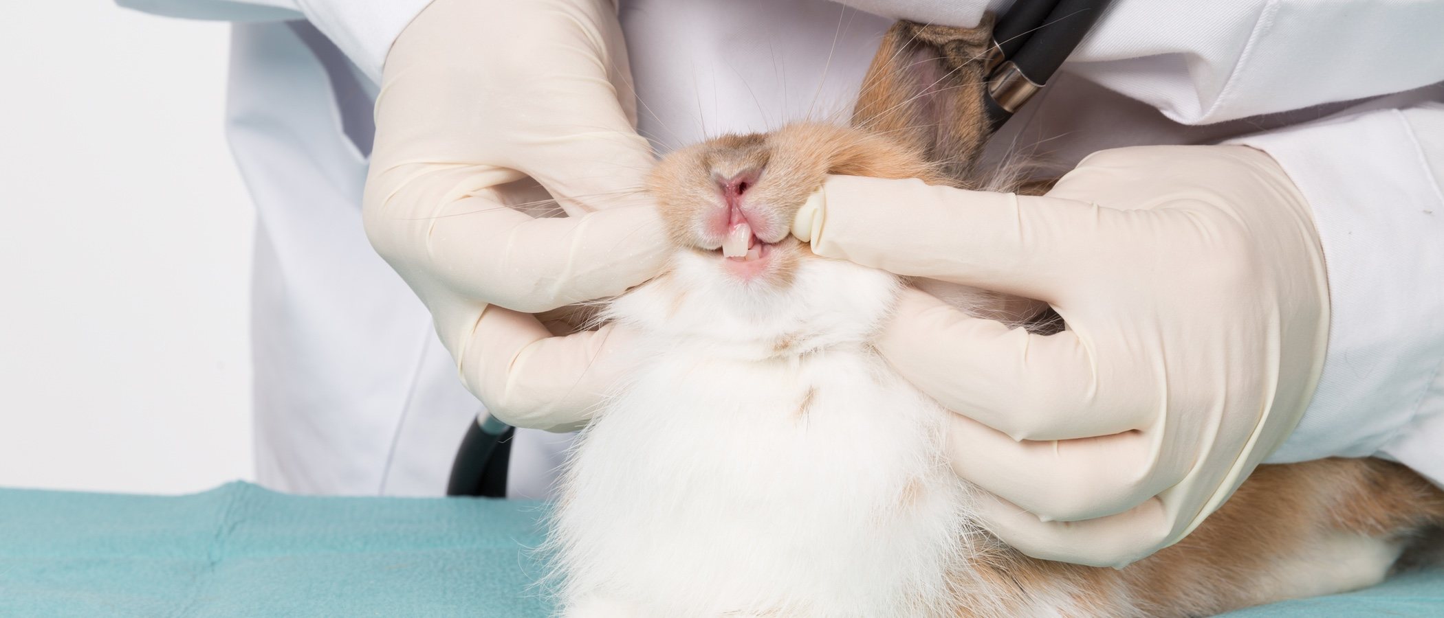 Sobrecrecimiento dental en conejos: cómo solucionarlo