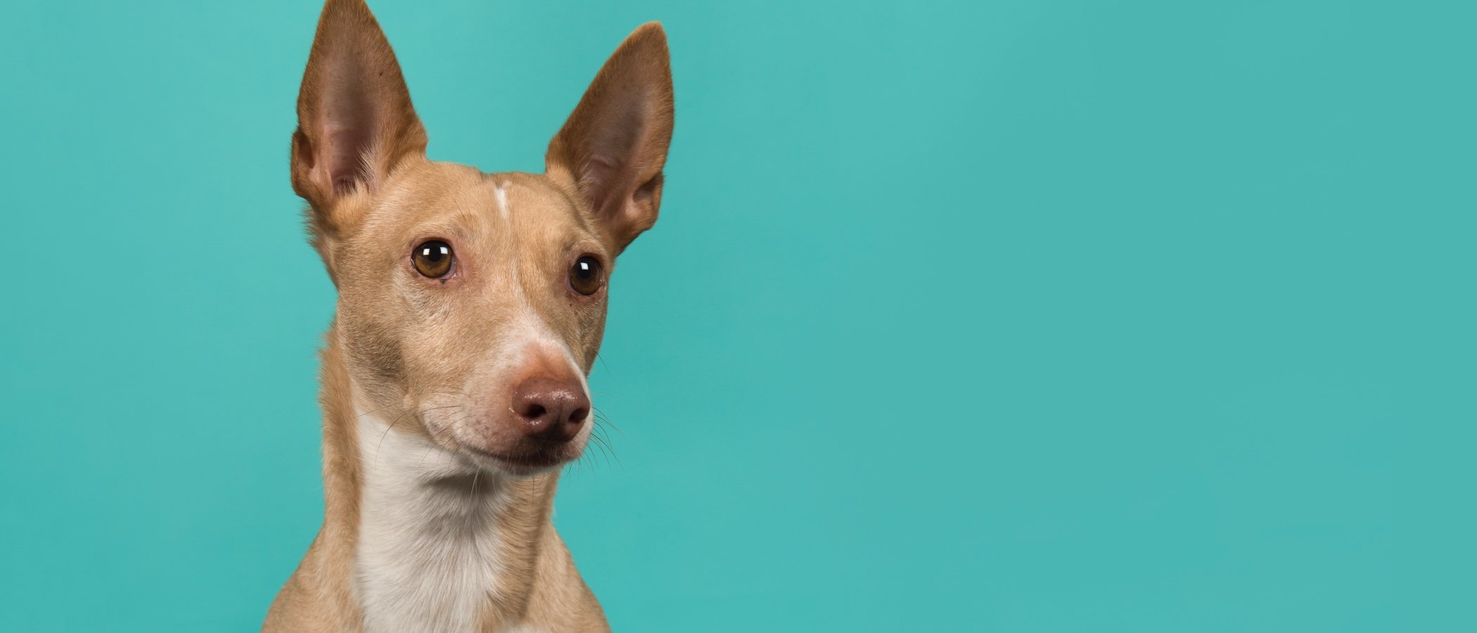 Tipos de Podenco