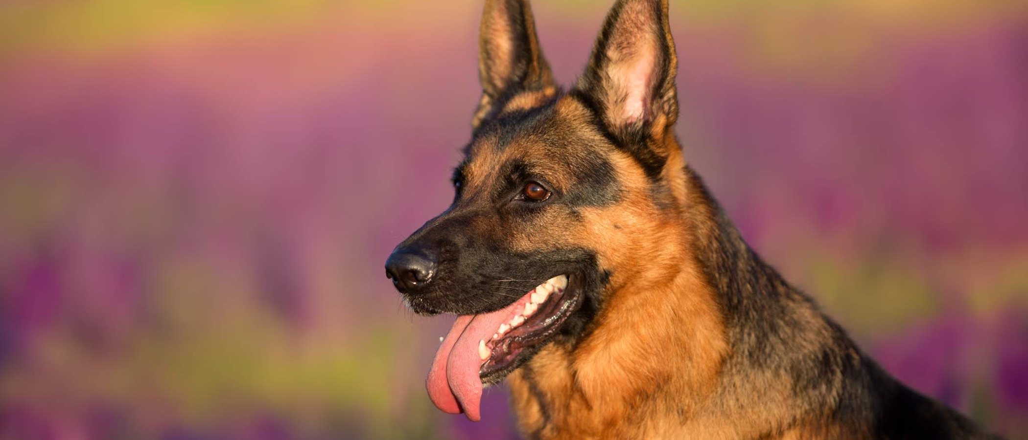 Razas de perro: Pastor belga