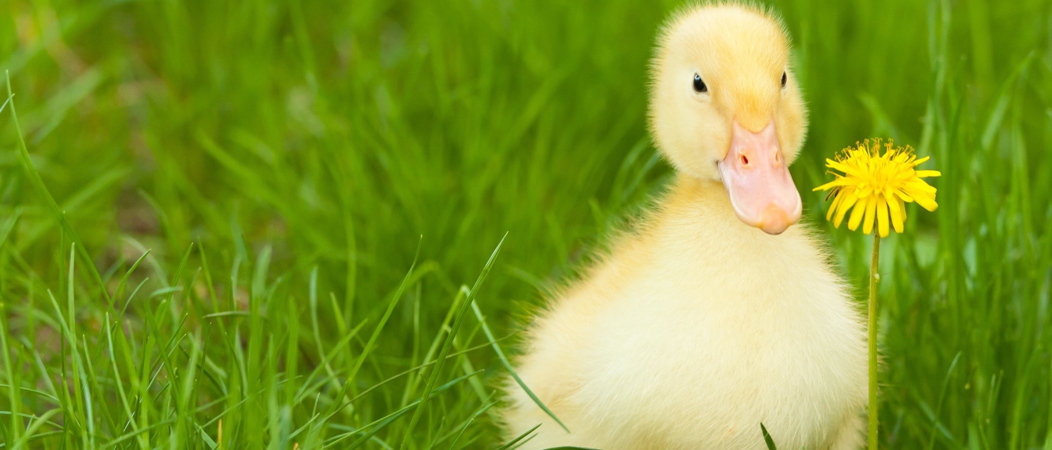 Problemas de salud en patos: todo lo que necesitas saber
