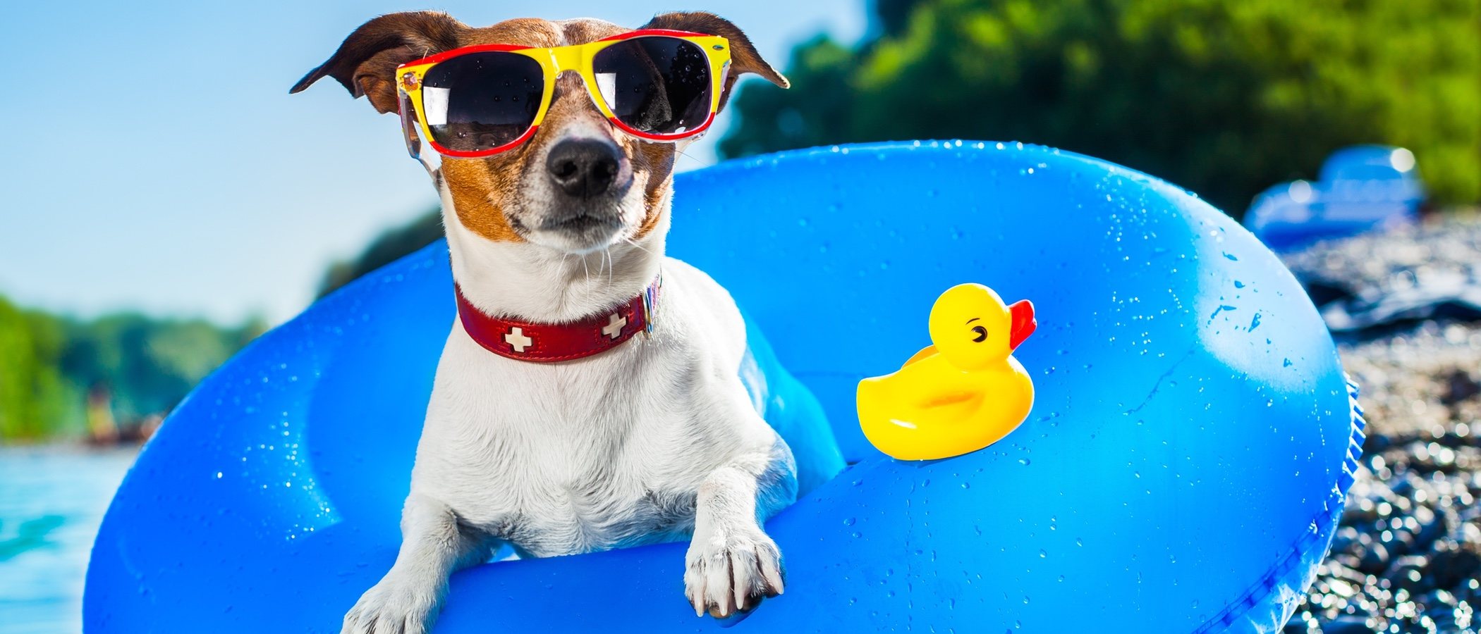 Lugares de recreo en Madrid para que los perros se refresquen