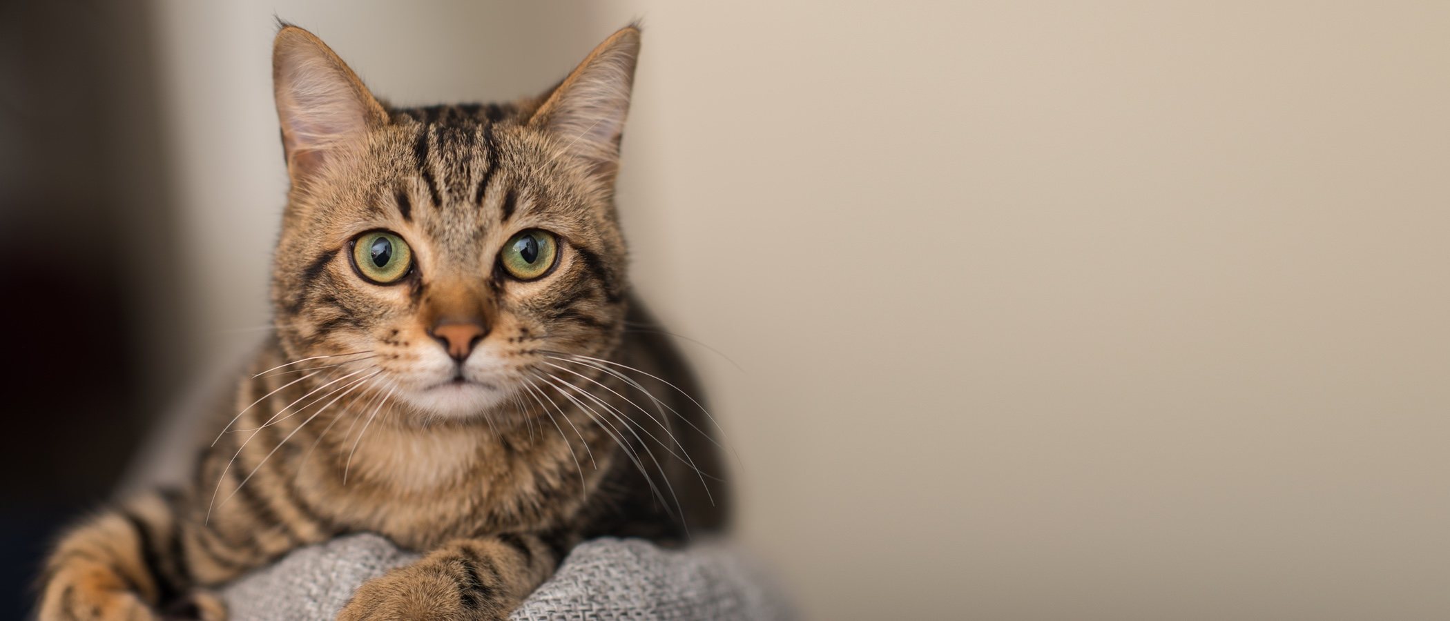 Tipos de parásitos comunes en gatos