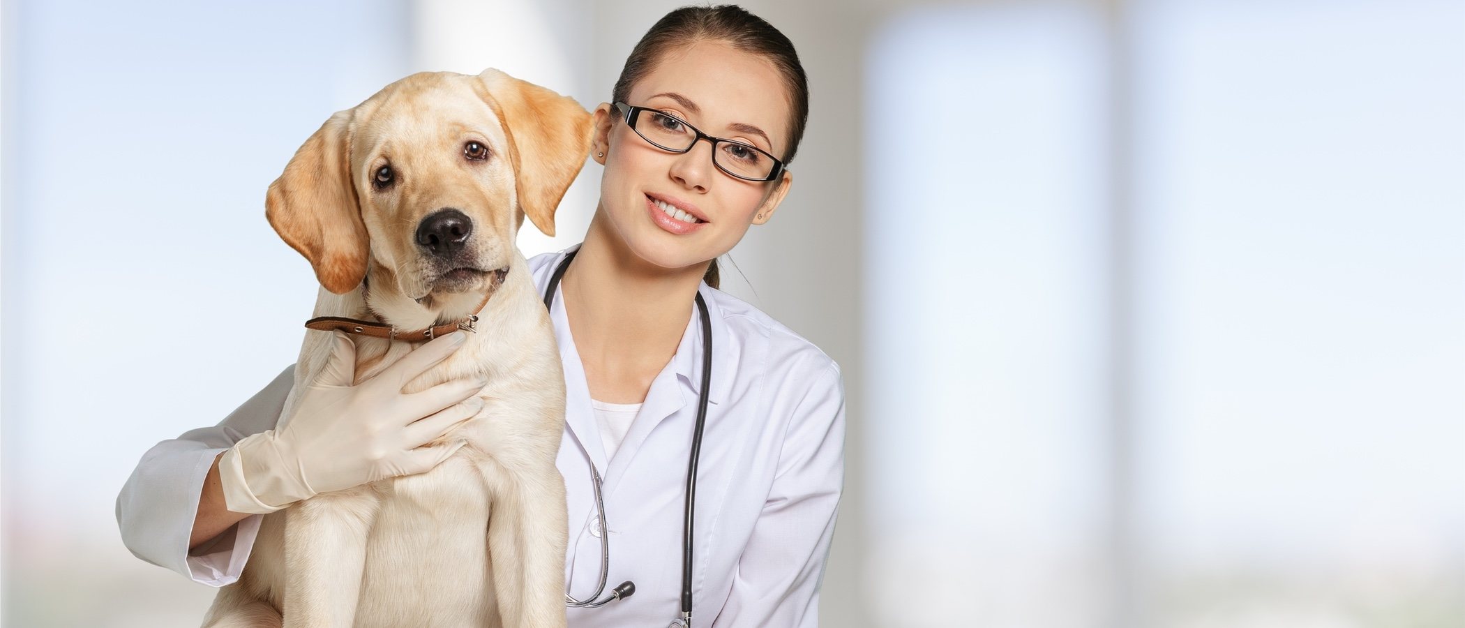 Cuándo llevar a tu cachorro al veterinario por primera vez