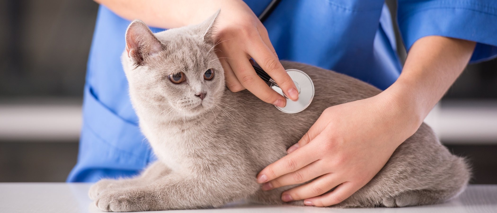 La primera visita al veterinario de tu mascota