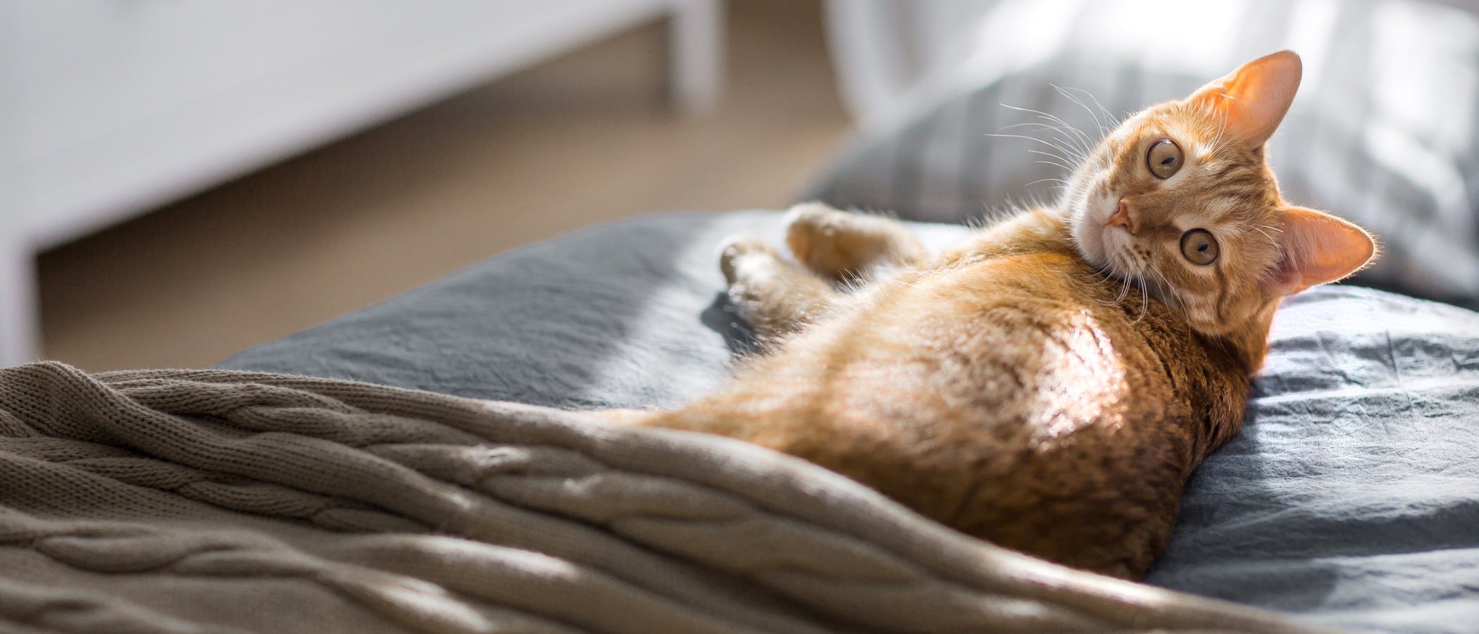 ¿Cuántos días puedo dejar solo a mi gato?