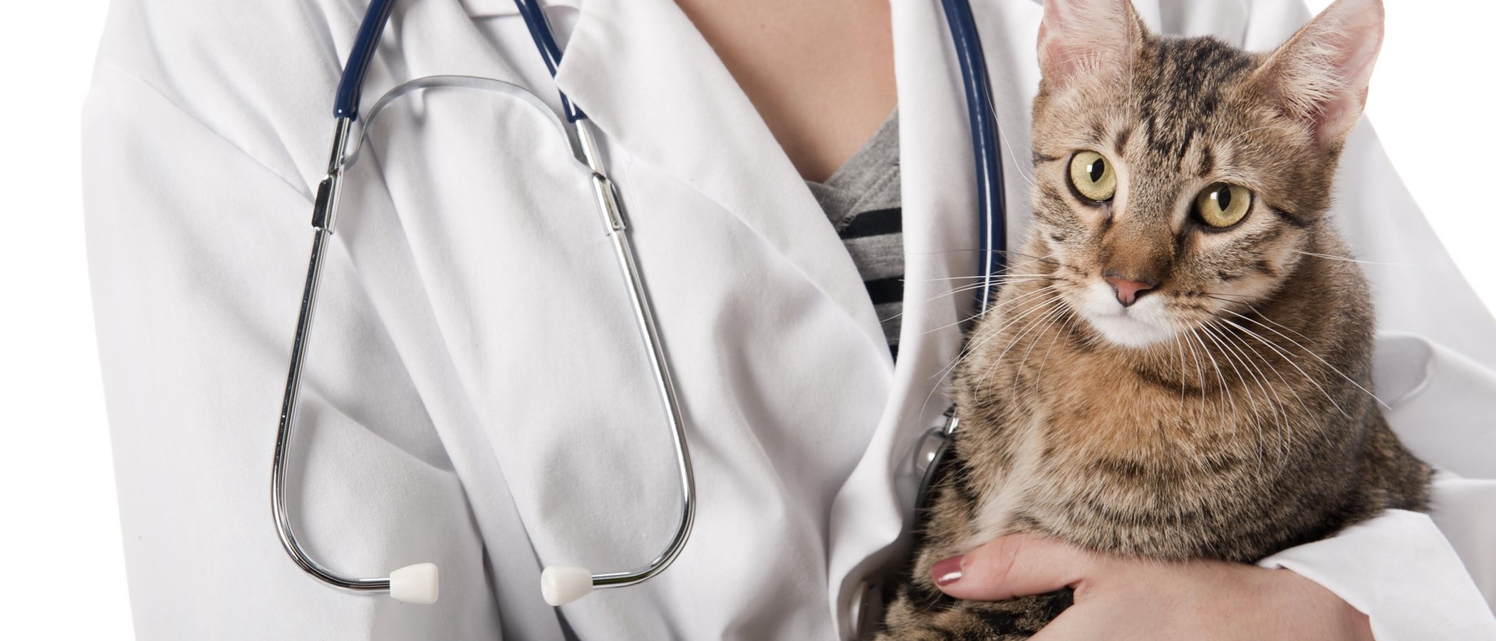La gastroenteritis en gatos: todo lo que necesitas saber