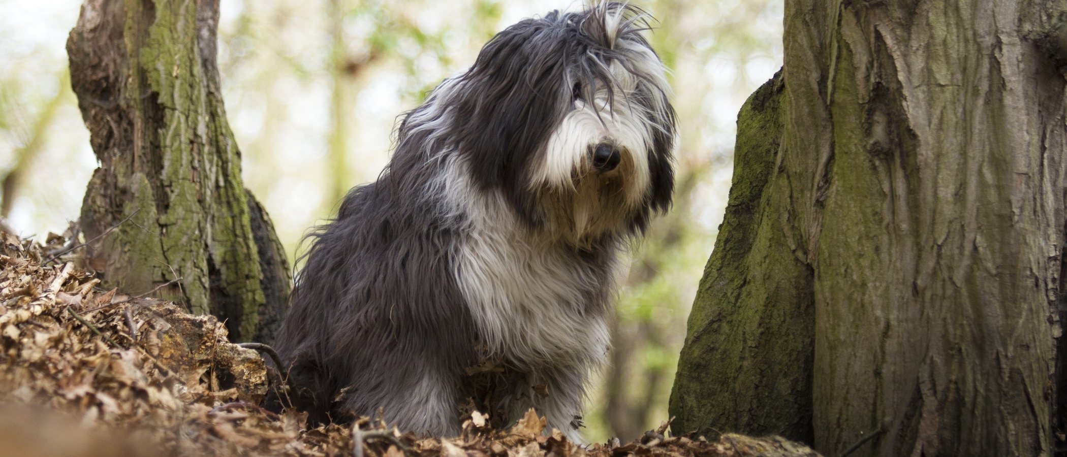 Razas de perro: Bearded Collie