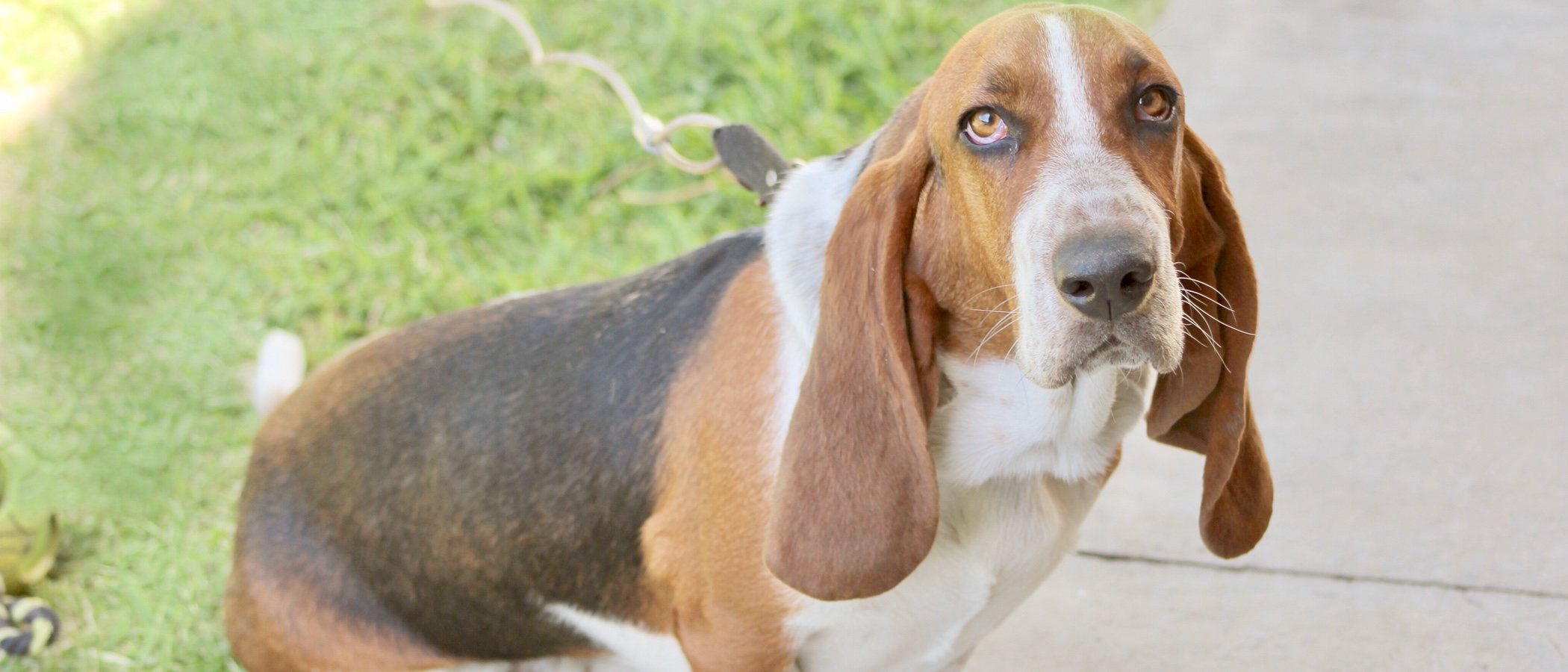 Sabueso español: Conoce todo sobre esta raza de perro