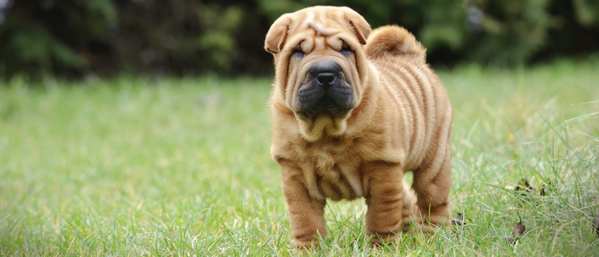 15 curiosidades de los perros Shar Pei