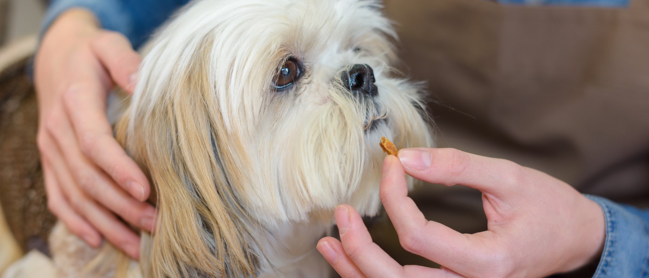 Condroprotectores para perros: qué son y para qué sirven