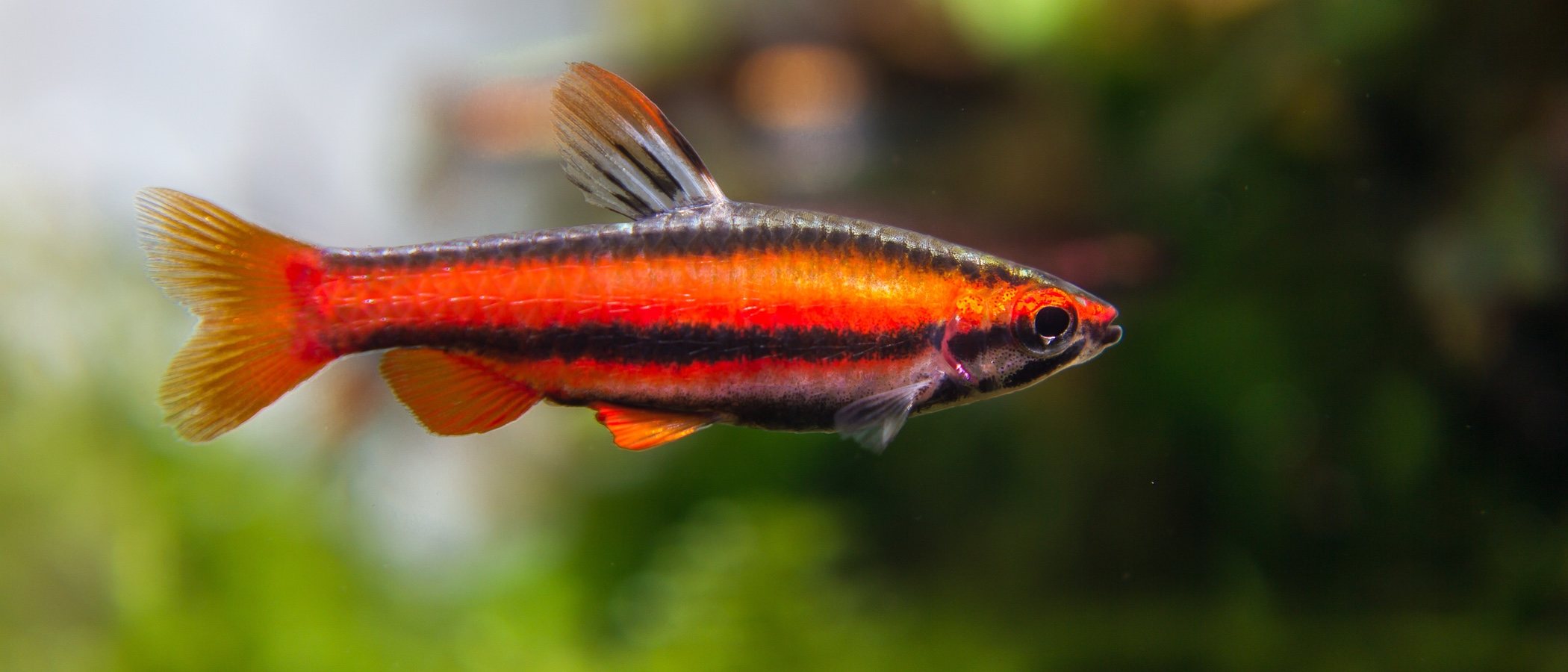 Pez lápiz rojo: conoce todo sobre este tipo
