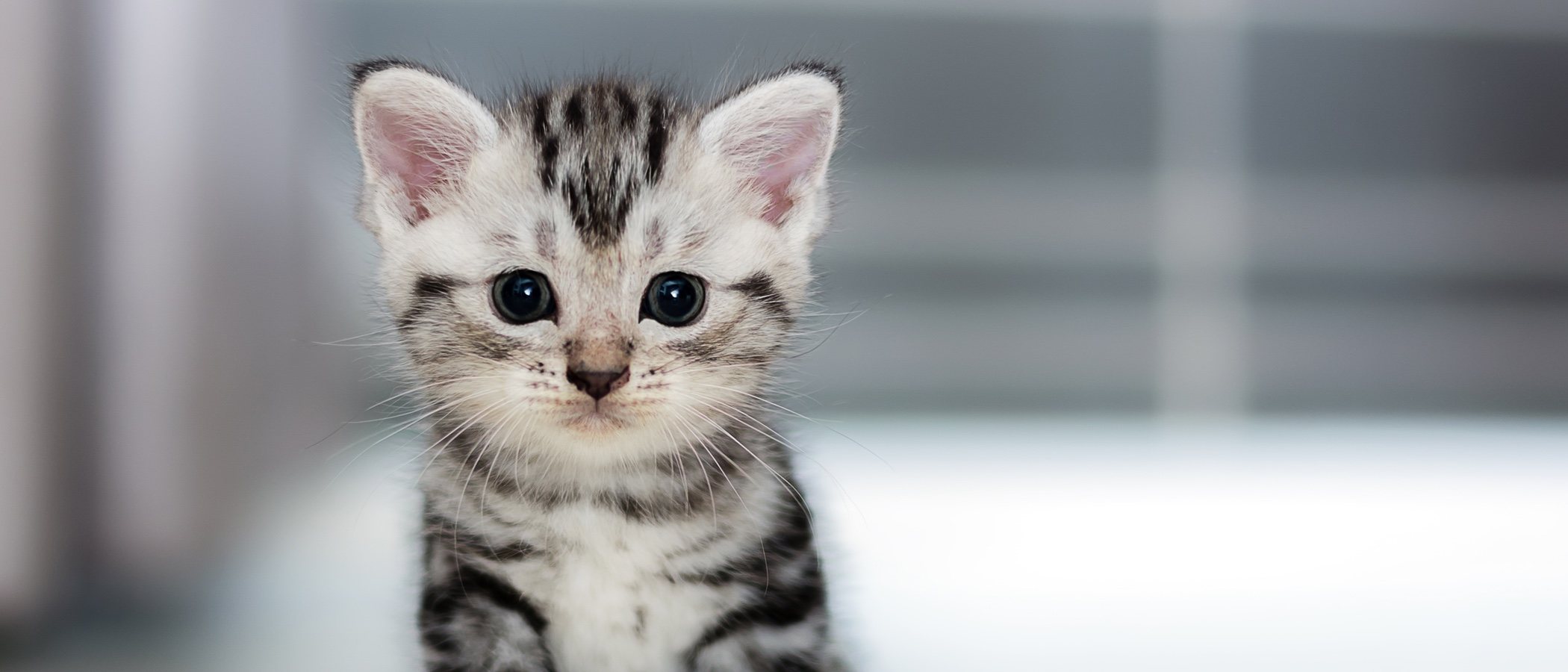 Pene de gato: una parte muy peculiar