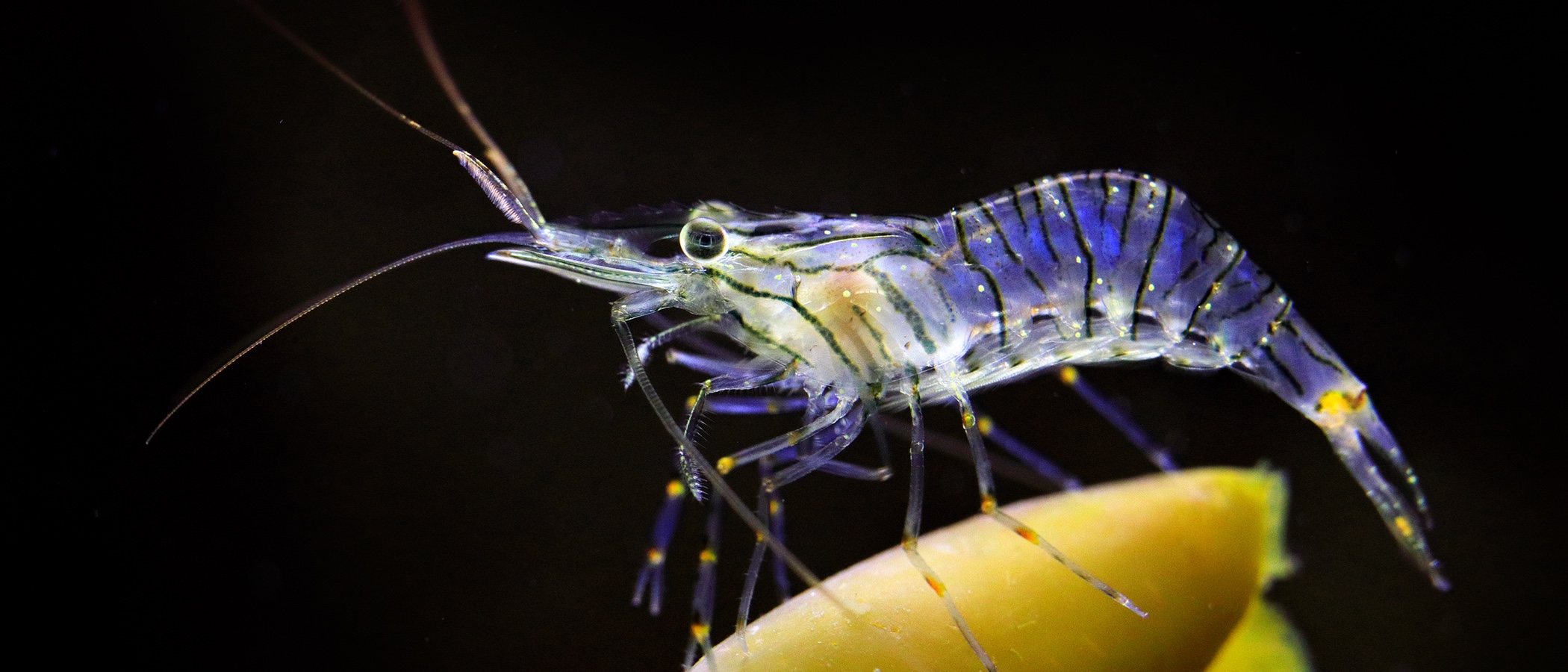 Gambas de acuario: todo lo que necesitas saber