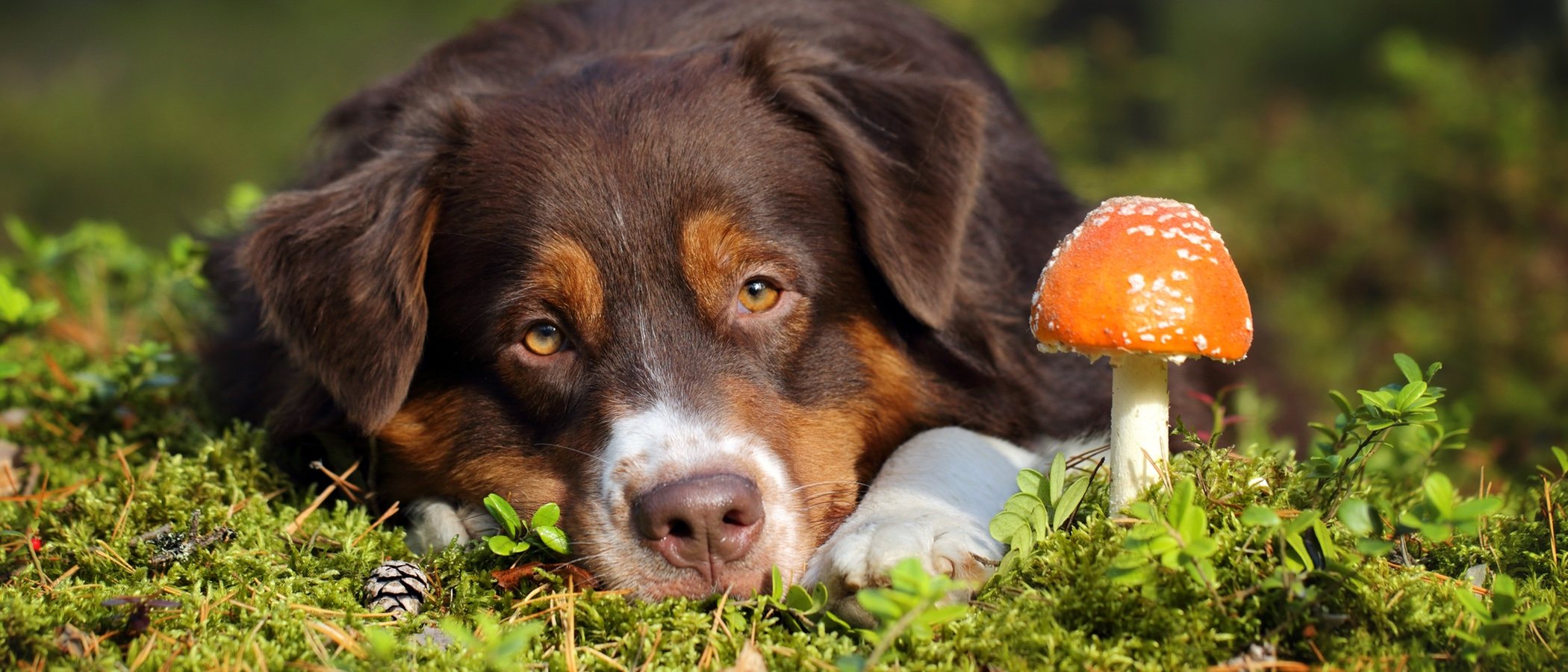 Hongos en perros: síntomas y tratamiento