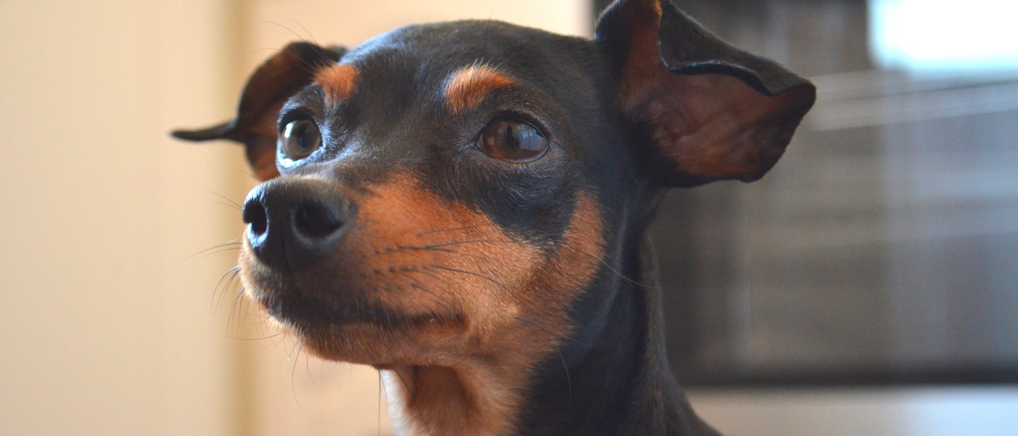 Razas de perro: Pinscher miniatura