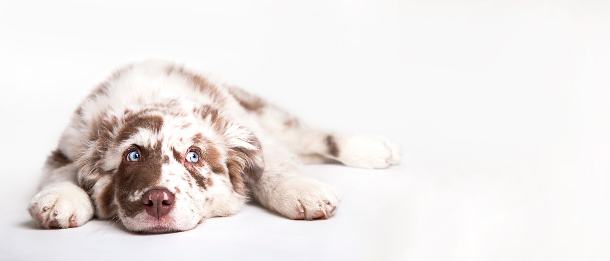 Toxoplasmosis en perros