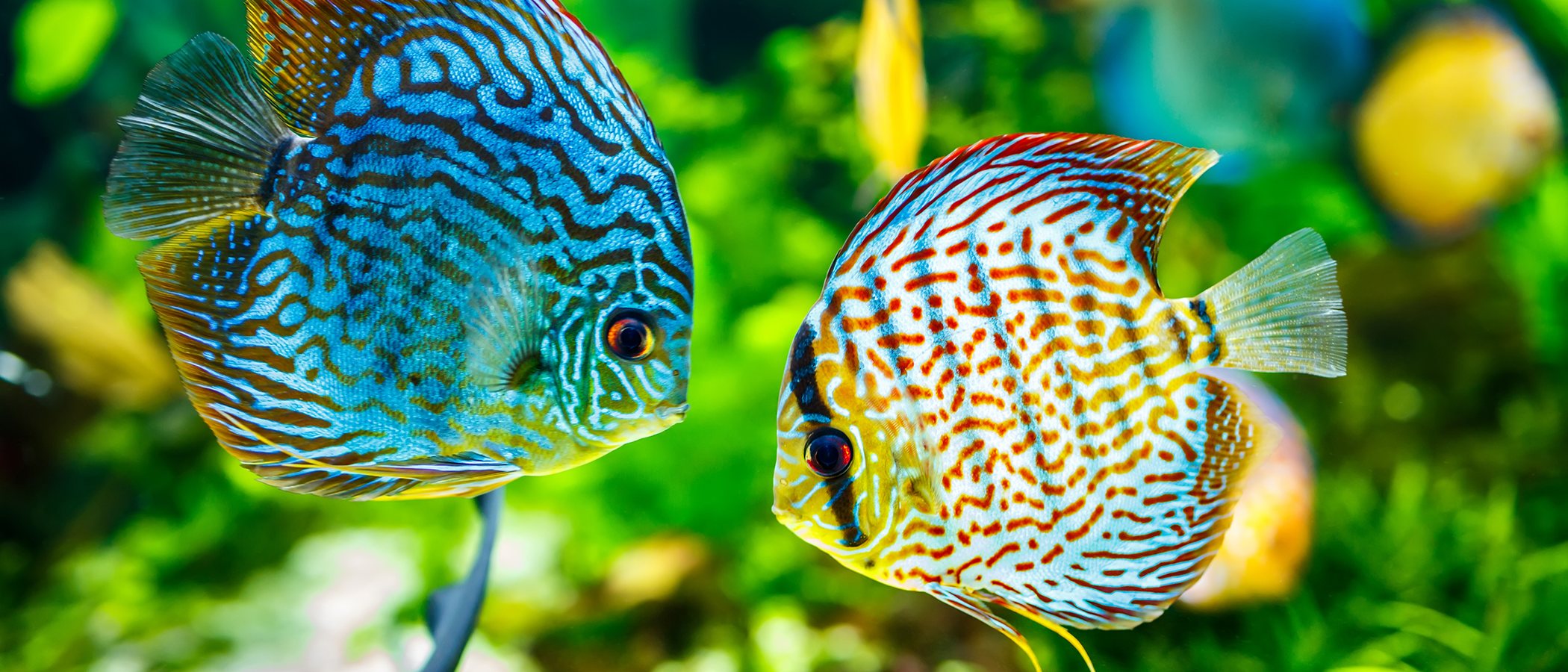 Hongos en peces: tipos y soluciones