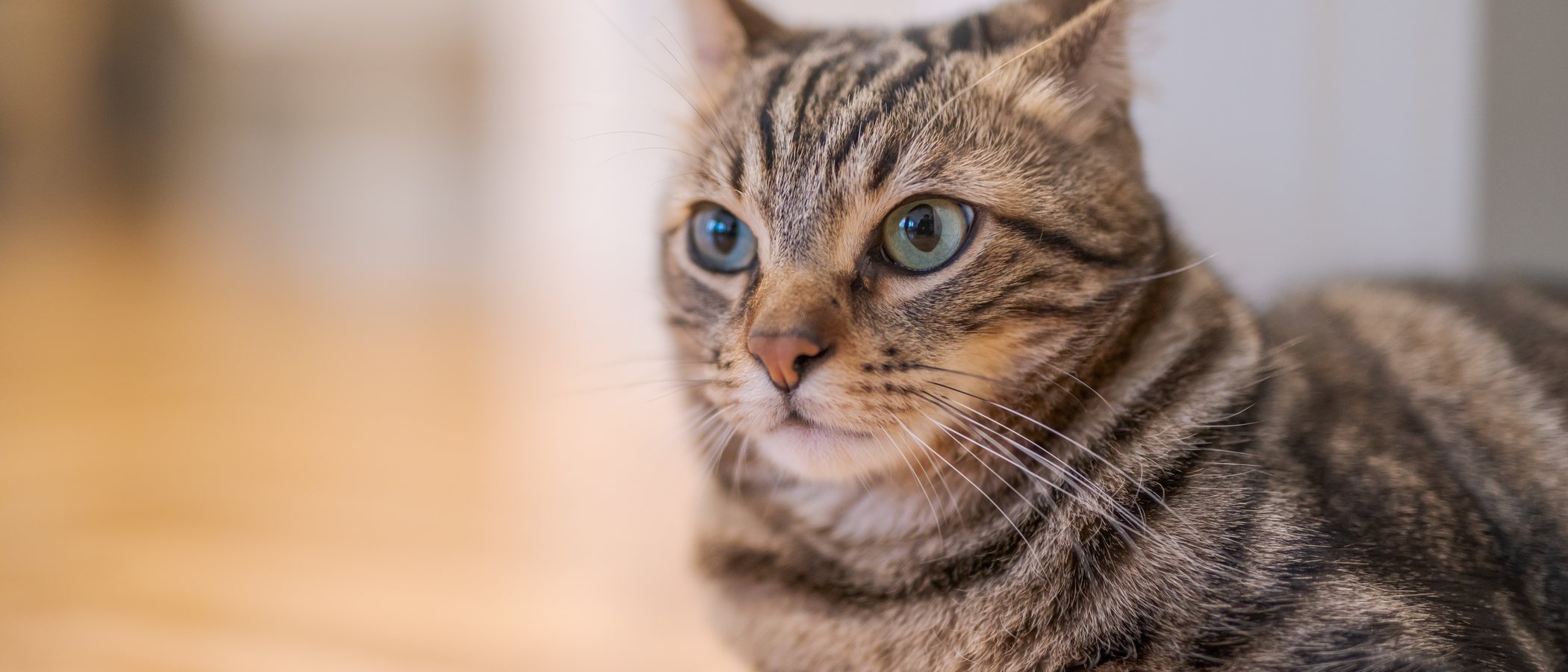 Hongos en gatos: cómo acabar con este problema