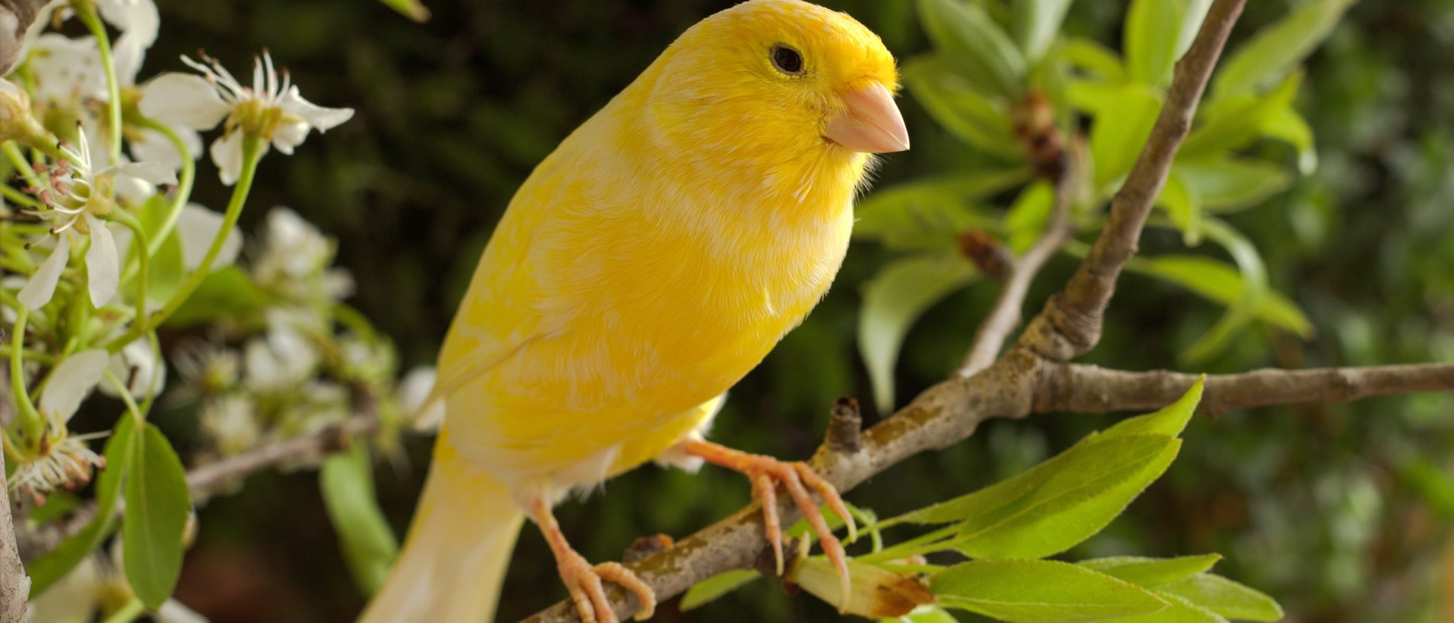 Ácaros en el plumaje de los canarios: todo lo que necesitas saber