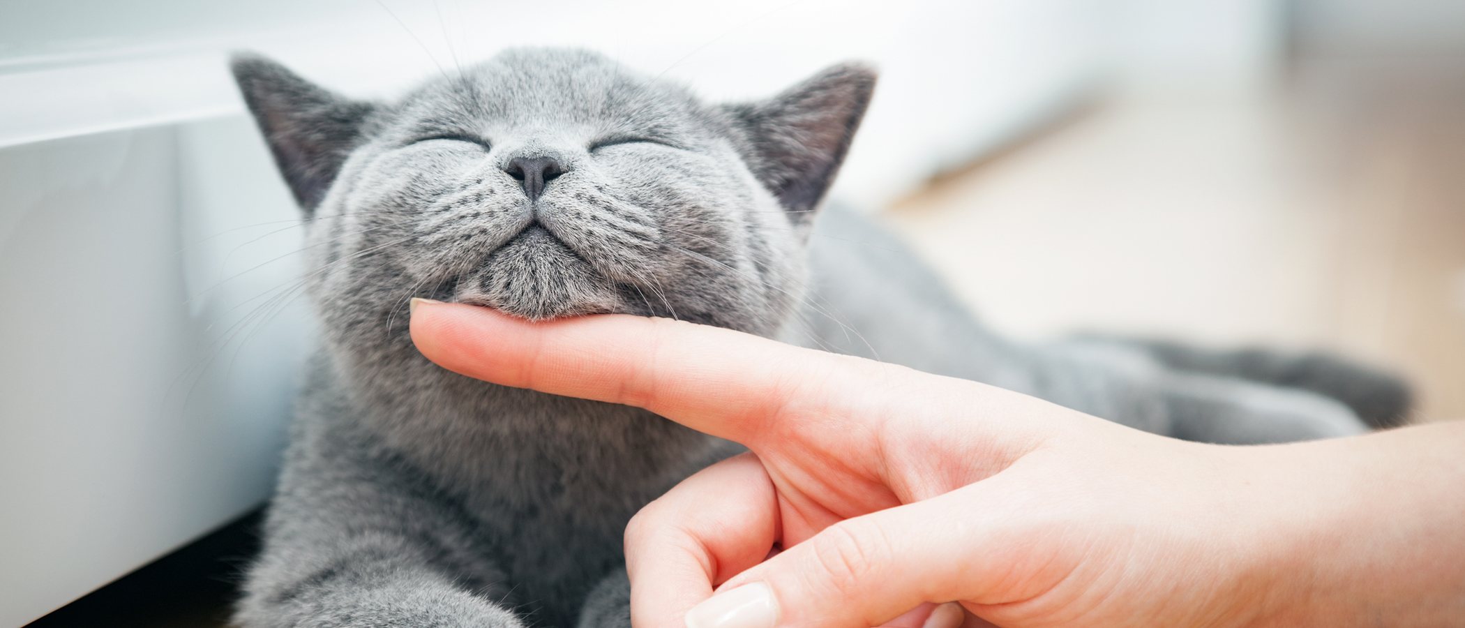 Alimentos y productos que pueden causar el envenenamiento en gatos