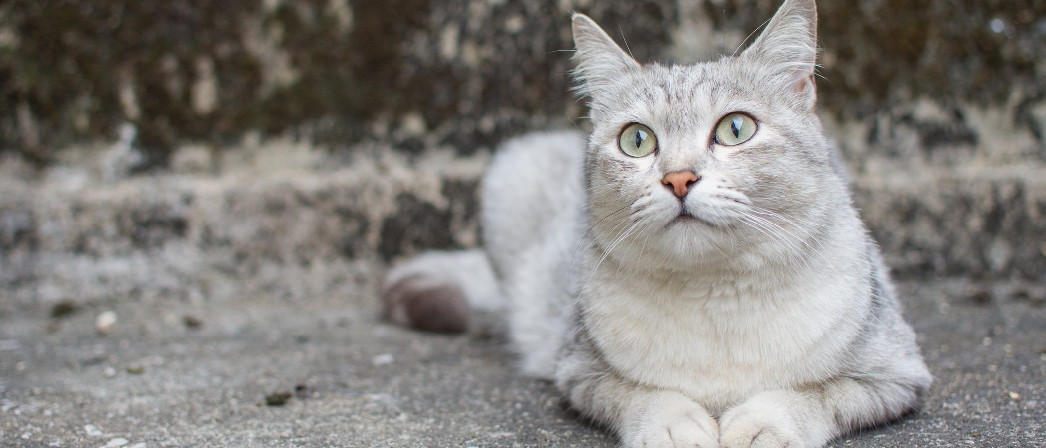 Razas de gato: Burmilla