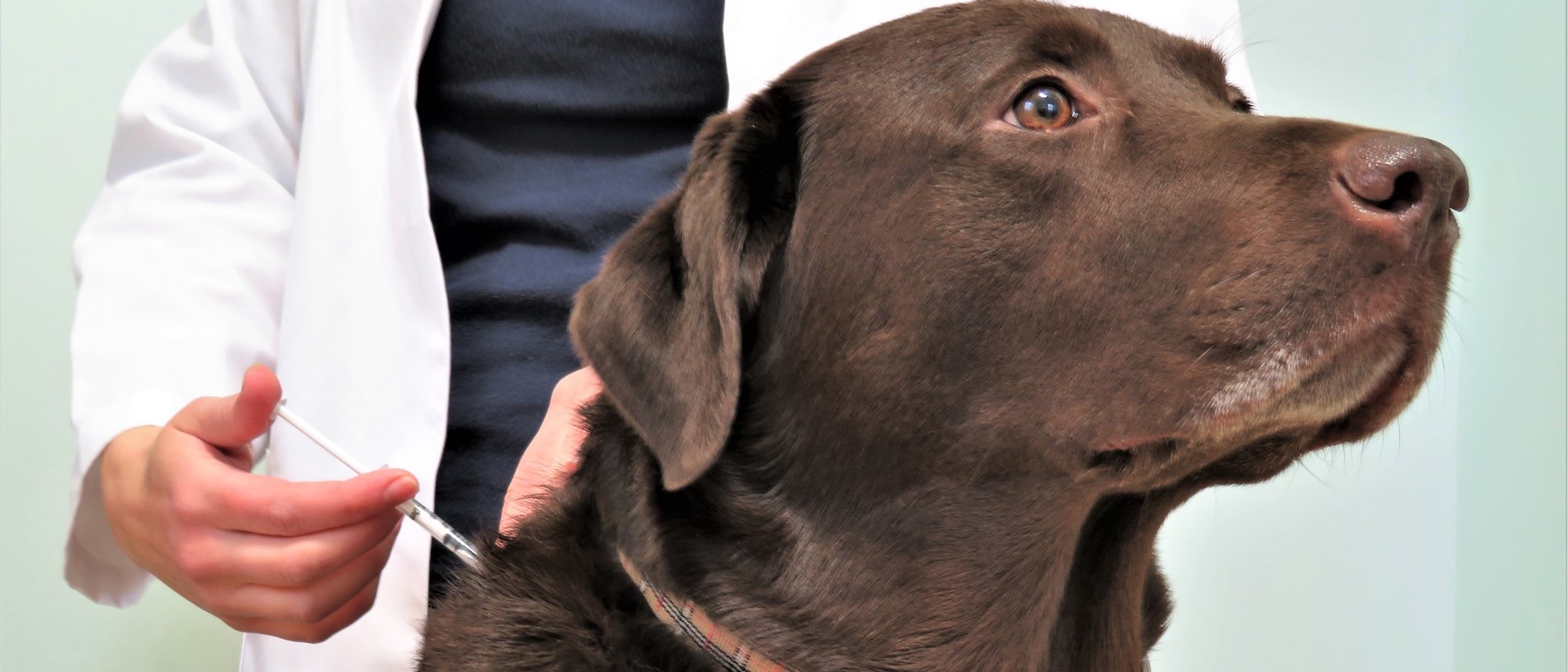 Alimentación para perros diabéticos