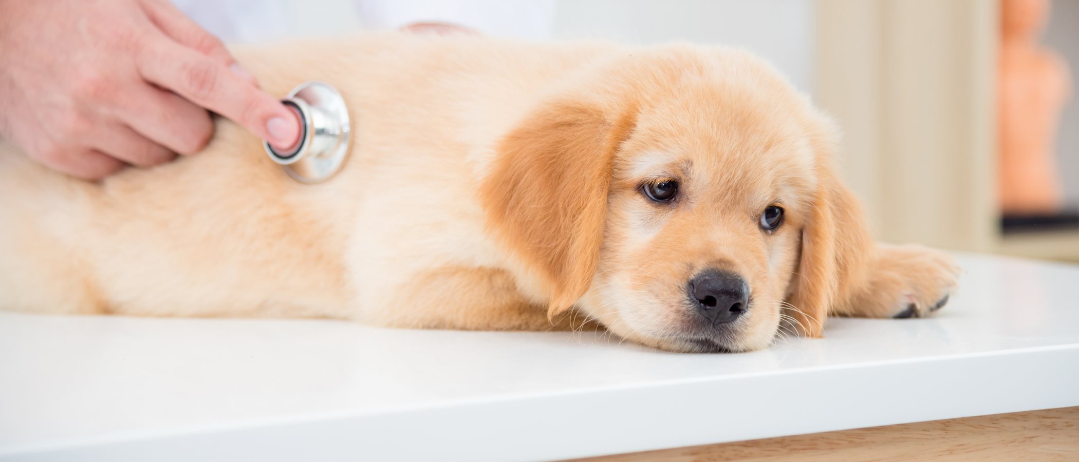 Problemas digestivos en perros
