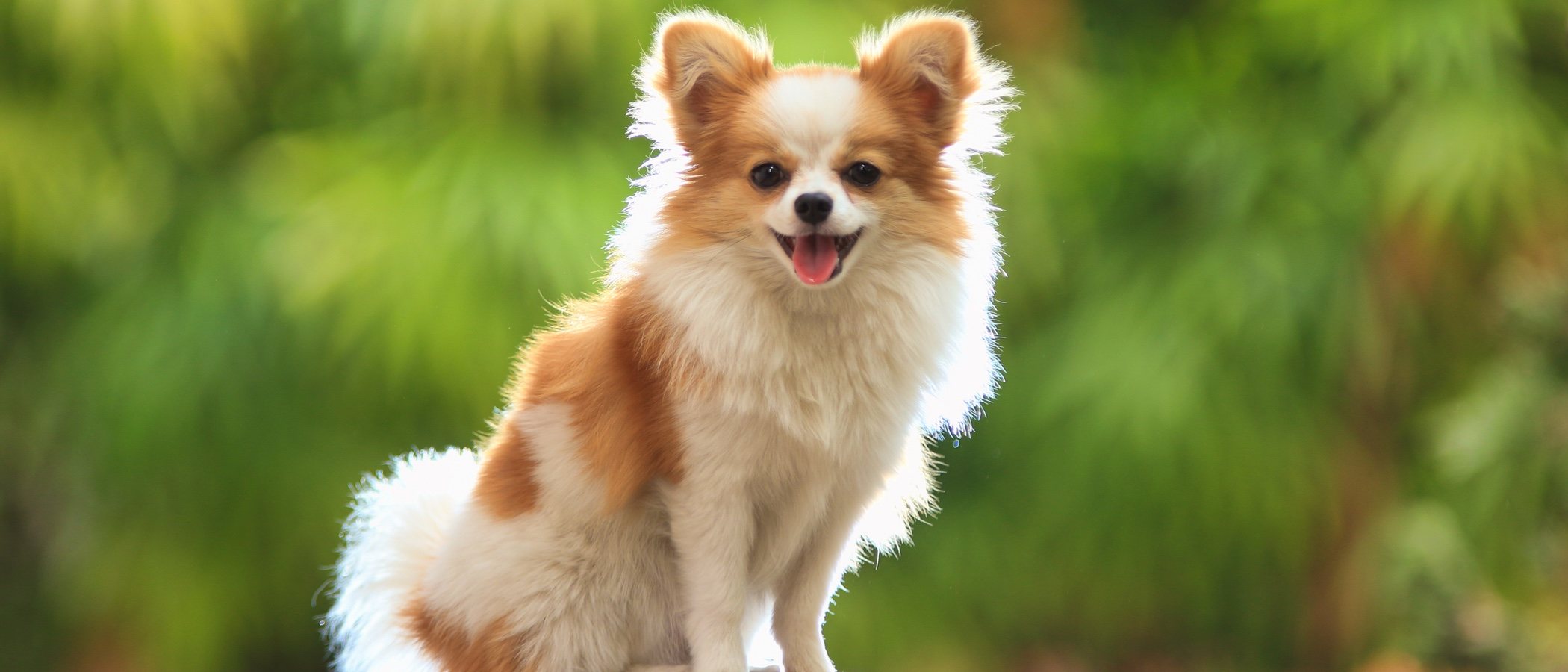Perros mini: todo lo que necesitas saber sobre este tipo de perro