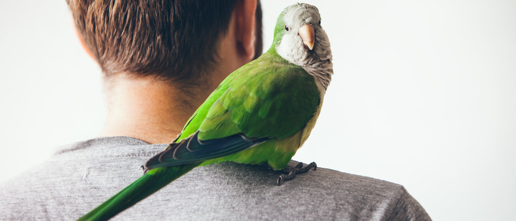 Juguetes para loros: haz que tu mascota disfrute